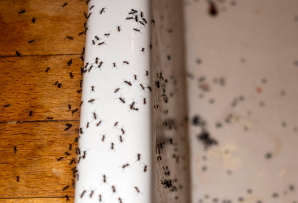 Best Best Pest Control Companies  in Elmwood Park, NJ
