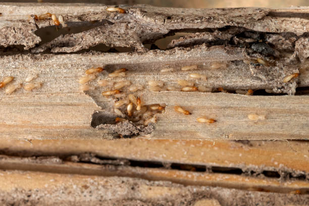 Best Bed Bug Extermination  in Elmwood Park, NJ