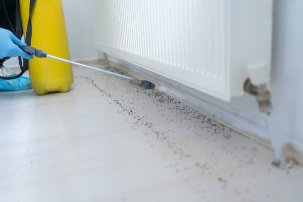 Best Local Pest Control Services  in Elmwood Park, NJ