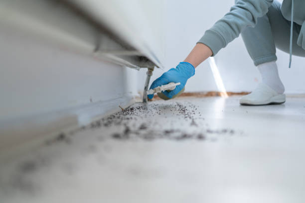 Best Flea Control Services  in Elmwood Park, NJ